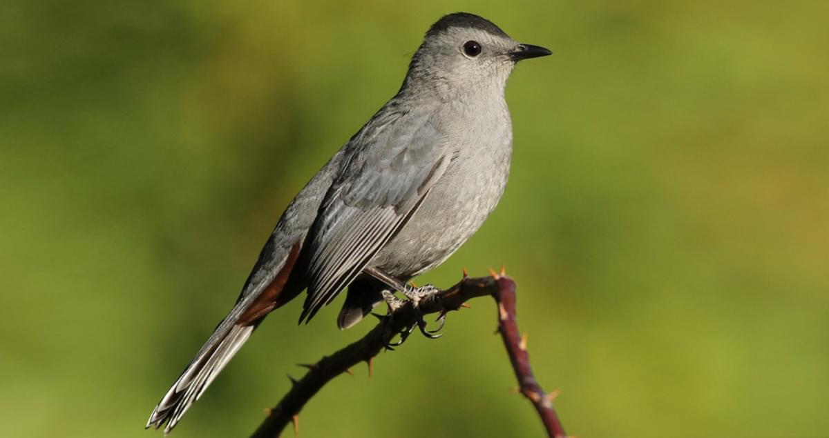 Gray Catbird Life History, All About Birds, Cornell Lab of ...