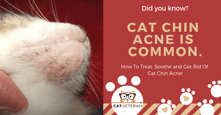 How To Get Rid Of Cat Acne On Chin Cats World Club