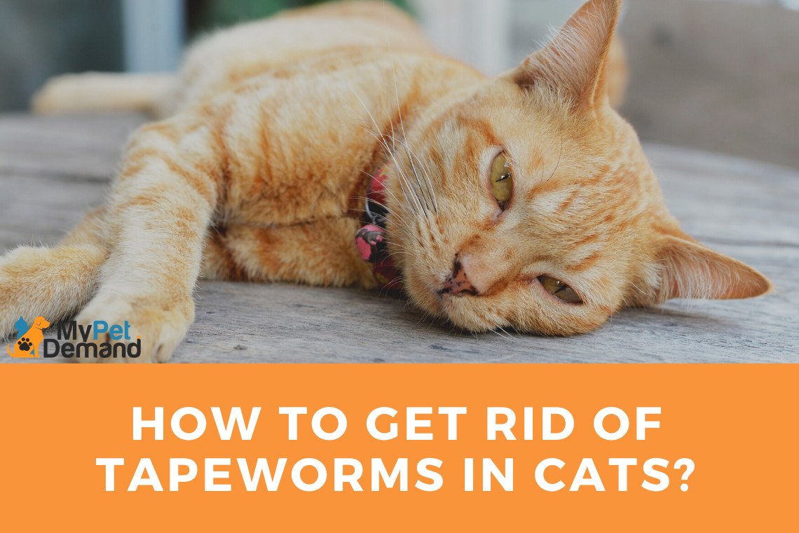 How to Get Rid of Tapeworms in Cats?