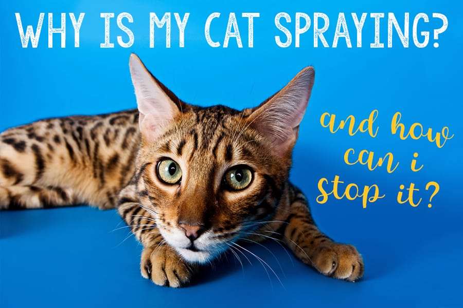 Why is My Cat Spraying? And How Can I Stop It?