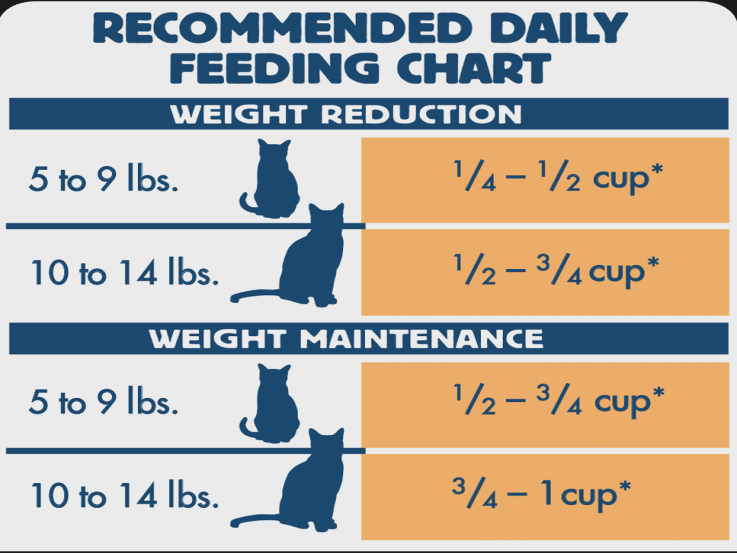 How Much Should You Feed A Cat Per Day Cats World Club
