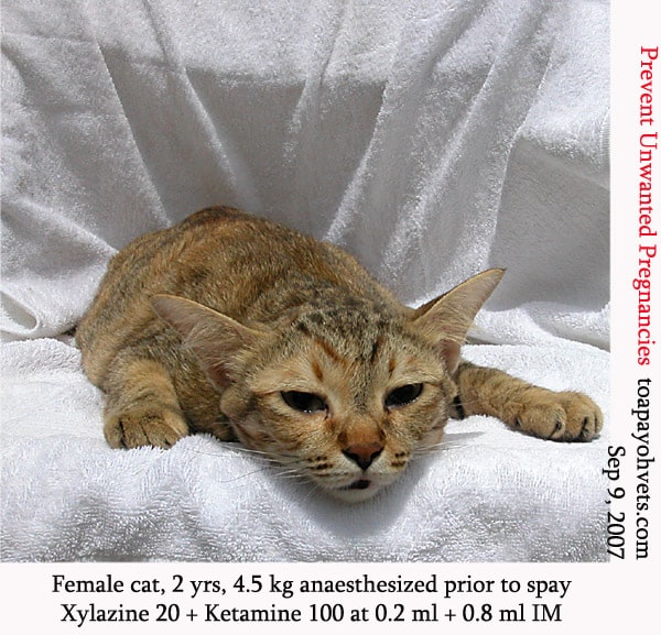 Be Kind To Pets: 49. Spaying an alpha female cat. Does it stop her ...