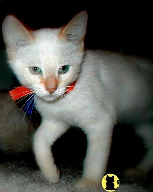 Siamese Kitten for Sale: Traditional Classic Colorpoint Red Flame Lynx ...