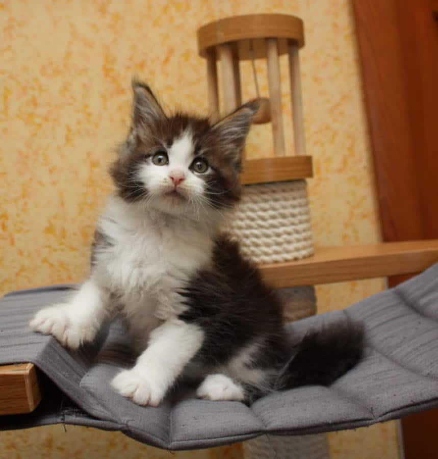 Big Maine Coon Cats For Sale In Pa