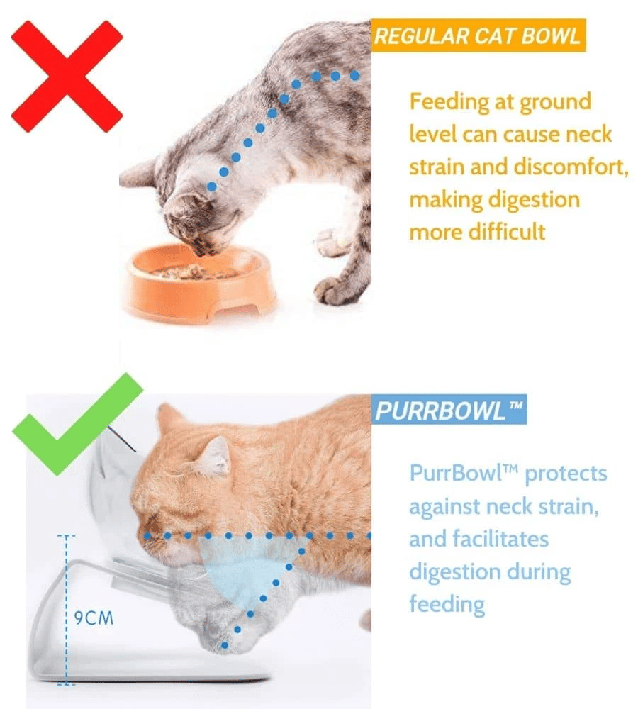 Cat Vomiting For 3 Days