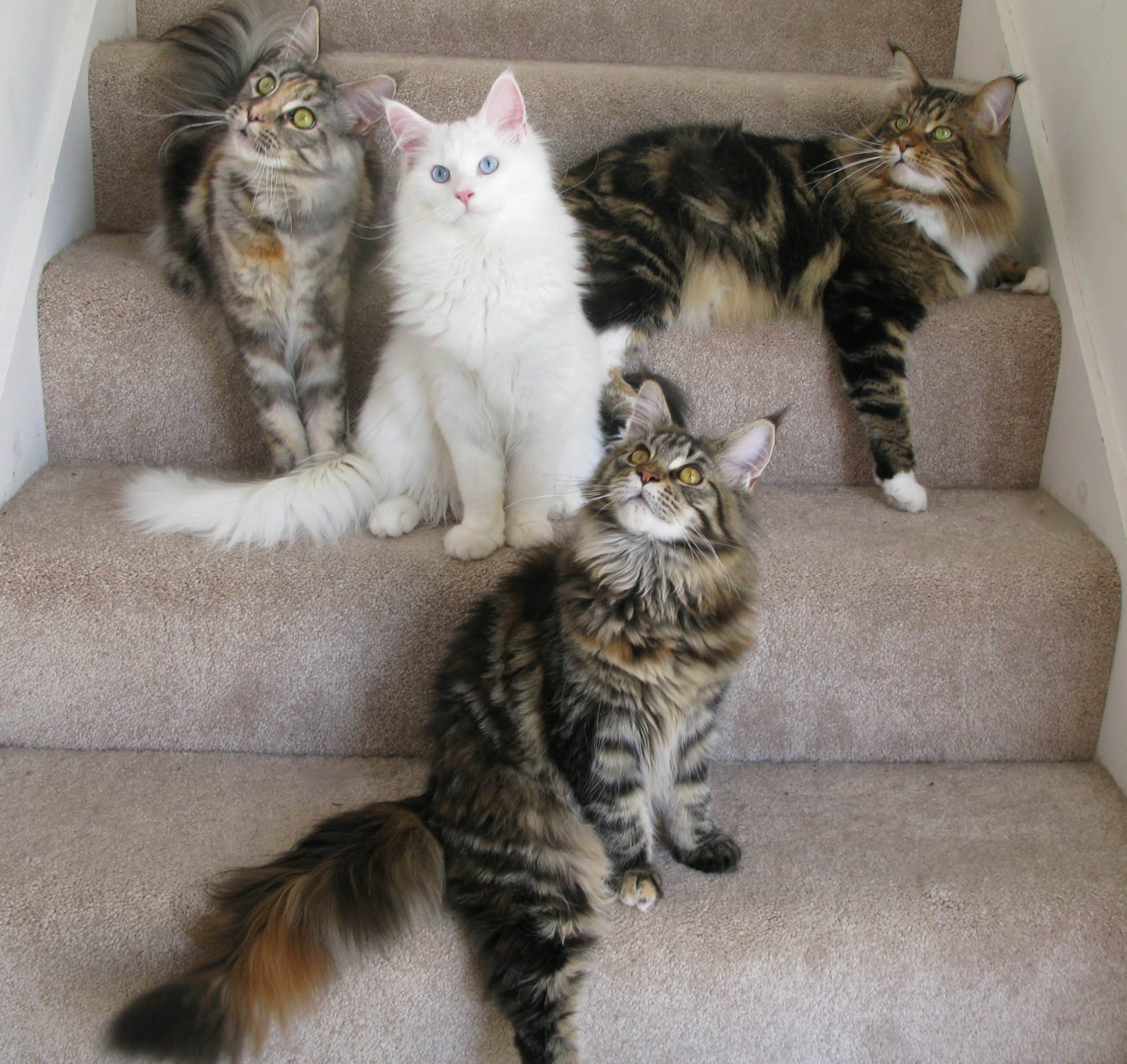 Cold Creek Maine Coon Cats &  Kittens 340 Knight Rd, Gettysburg, PA ...