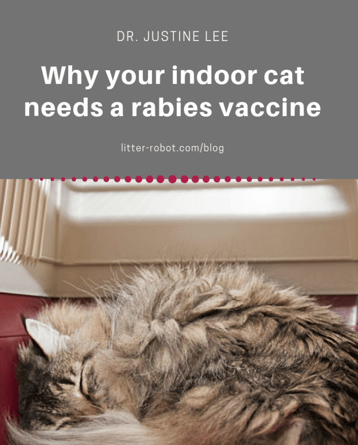 Do Indoor Cats Need Rabies Shots