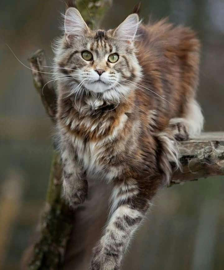 Maine Coon Kittens Pa