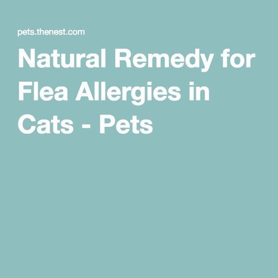 How To Soothe Flea Allergy Dermatitis In Cats