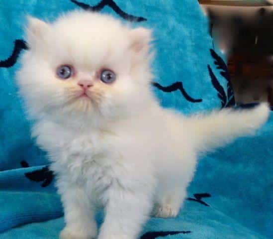 White Kittens With Blue Eyes For Sale - CatsWorldClub.com