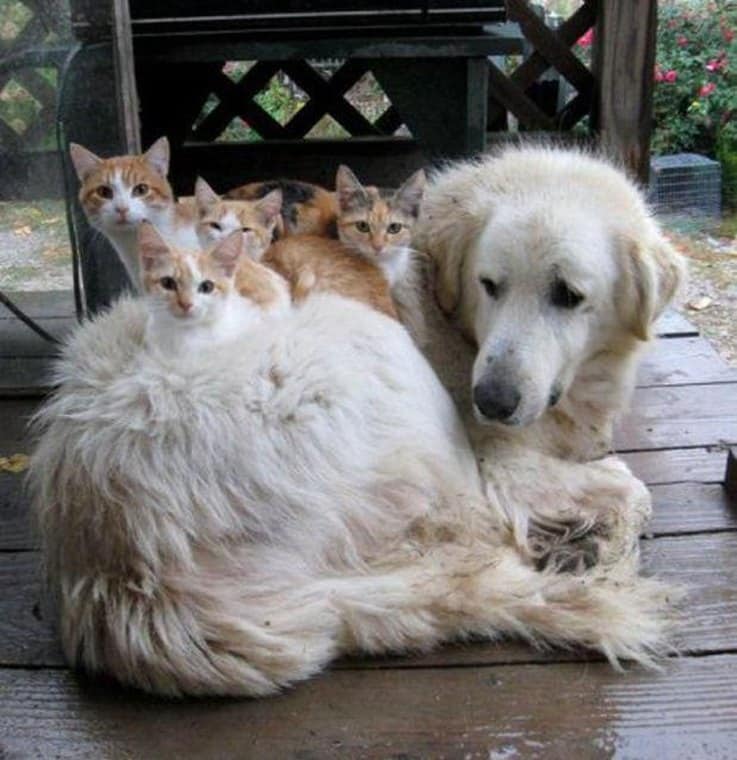 11 Dog Breeds That Get Along With Cats