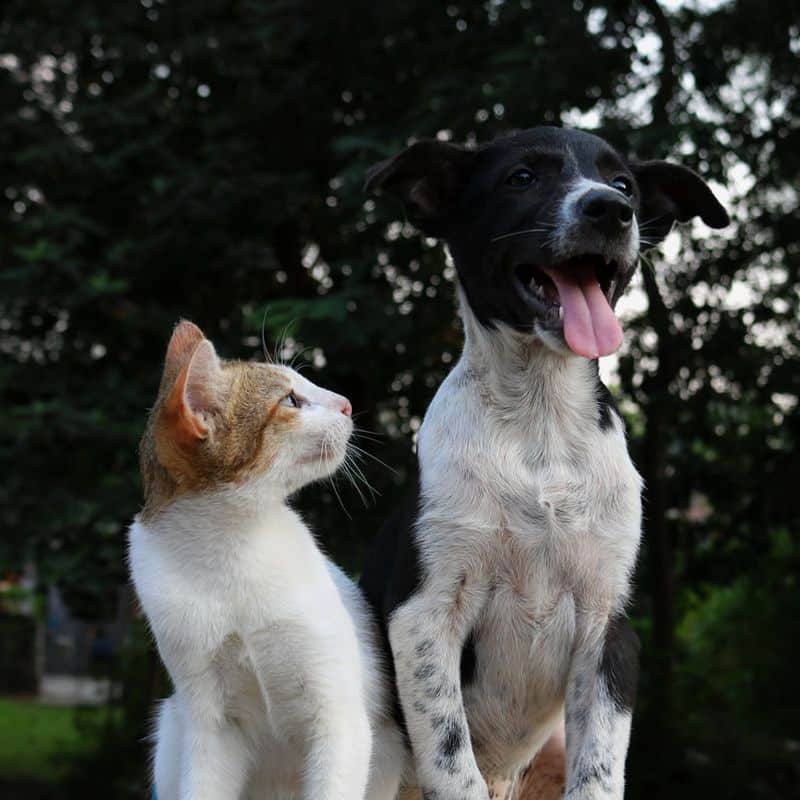 9 Dog Breeds That Get Along Well With Cats