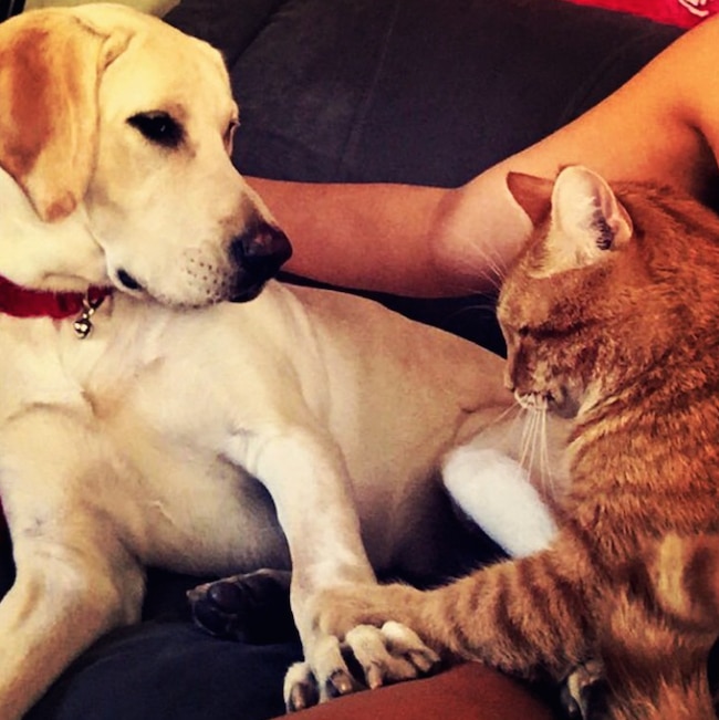 9 Dog Breeds That Get Along With Cats